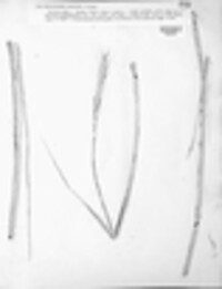 Urocystis occulta image